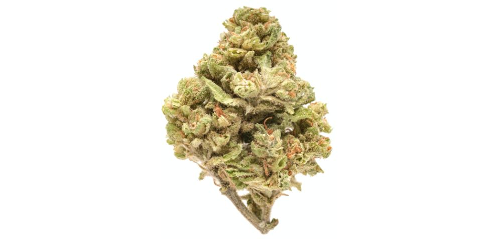 Acapulco Gold is a popular cannabis strain known for being one of the most popular and impactful buds of all time.