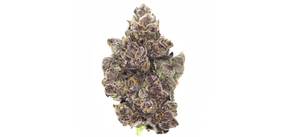 To wrap things up, this Apple Fritter strain review makes it clear that it shines as the superstar among cannabis choices. 