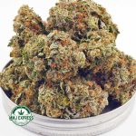 Buy Cannabis Nirvana AAA at MMJ Express Online Shop