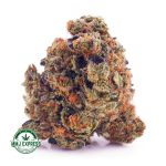 Buy Cannabis Hindu Skunk AA at MMJ Express Online Shop