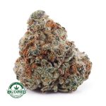 Buy Cannabis Fruit Loops AA MMJ Express Online Shop