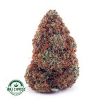Buy Cannabis King Louis XIII AA at MMJ Express Online Shop