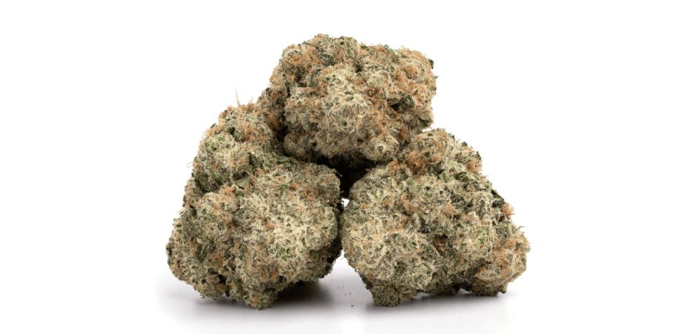 The Acapulco strain's flavour and aroma are a result of its impressive terpene profile. The primary terpenes in this bud are myrcene, caryophyllene, and limonene.