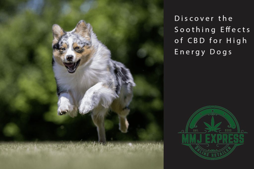 high energy dog