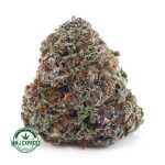 Buy Cannabis Purple Haze AAA at MMJ Express Online Shop