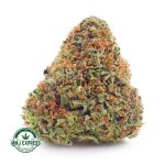 Buy Cannabis Durban Poison AAA at MMJ Express Online Shop