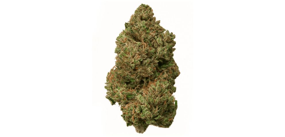 The Garlic Breath weed comes from the holy union of two world-famous strains, Chemdog D BX2 and Hogsbreath. 