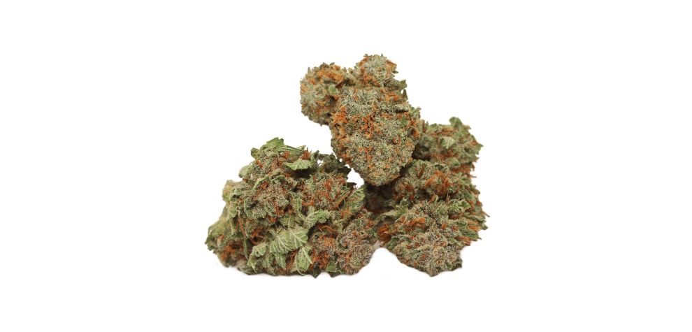 Gorilla Glue weed has small, chunky buds. These nugs have a striking olive green colour and sporadic streaks of purple. 