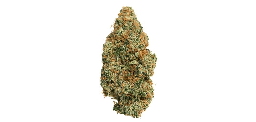 This bud is a star at your online dispensary and for a good reason! But how much do you know about Mango Haze? Want to learn more? 