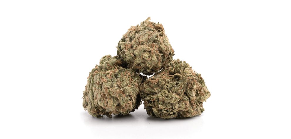 Buy weed online in Canada like Mango Haze if you have an affinity for sweet and fruity strains with vibrant personalities. 