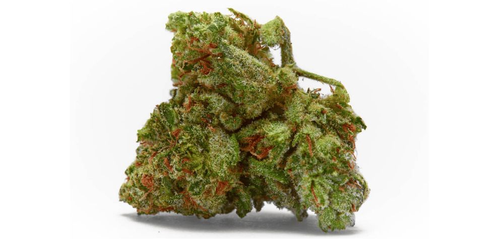 What do the Sour Diesel strain buds look like? This strain produces dense buds, which is not typical of sativas and sativa-leaning hybrids. 
