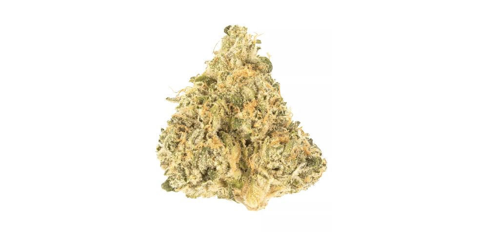 Sour Diesel's other suspected parent strain is Mexican sativa, a 70:30 sativa dominant hybrid created by crossing Hash Plant, the legendary Durban and Mexican Oahakan.