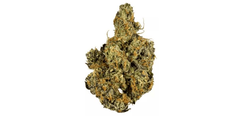 Buy cannabis online today and discover new and exciting marijuana strains. Be the first from your friend group to experiment with strains like the Garlic Breath. 