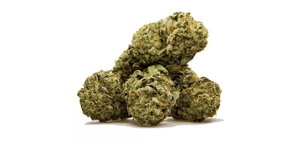 Like many other marijuana strains, OG Kush could serve as an alternative medication for various ailments. 
