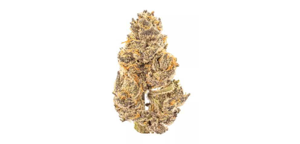For instance, due to its moderate THC content, Mango Haze leads to a longer-lasting and steadier high. 