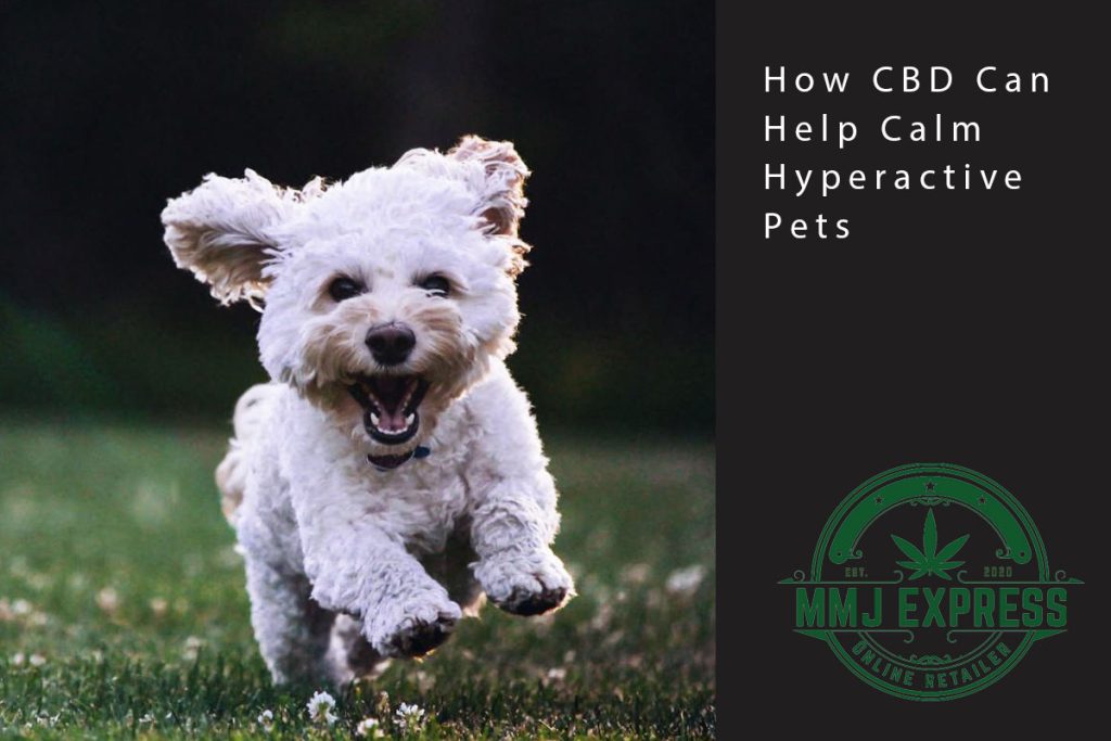 cbd for hyperactive pets