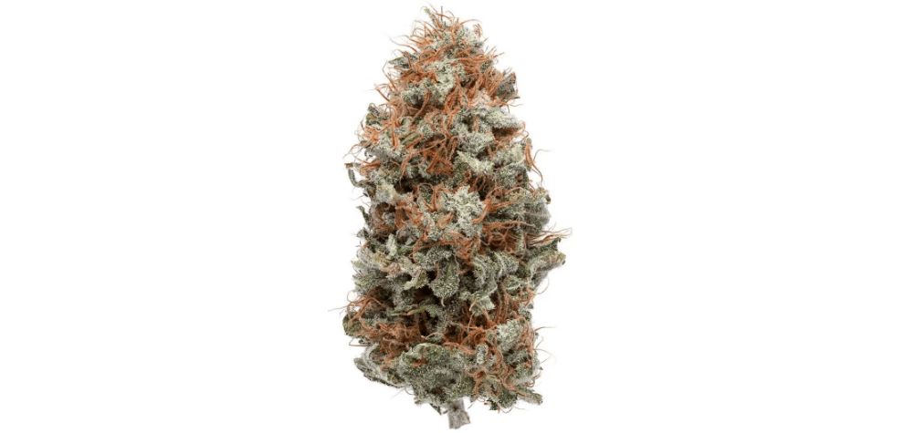 According to experts, Sativas are also more intense - which is more than true for the Super Lemon Haze. Many users say that this bud is also one of the best winter strains to stay cozy!