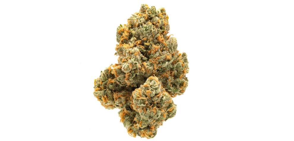 The God’s Green Crack strain has gassy, pungent smoke with a spicy, hashy aroma. That’s likely a result of its Afghani genetics. 