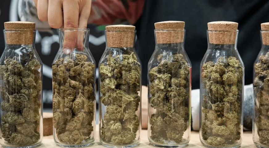 Are you looking to buy online pot in Canada? A simple Google search brings up hundreds of dispensaries, each taunting their weed as the best, but are they?
