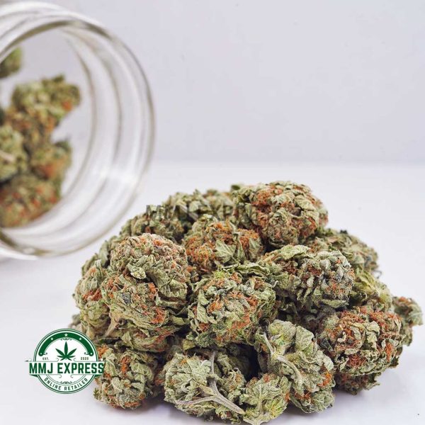 Buy Cannabis King Tut AA at MMJ Express Online Shop