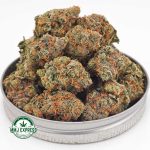 Buy Concentrates Cannabis Alien Cookies AAAA at MMJ Express Online Shop