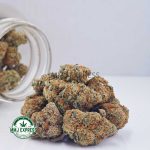 Buy Cannabis Gelato Cake AAA at MMJ Express Online Shop