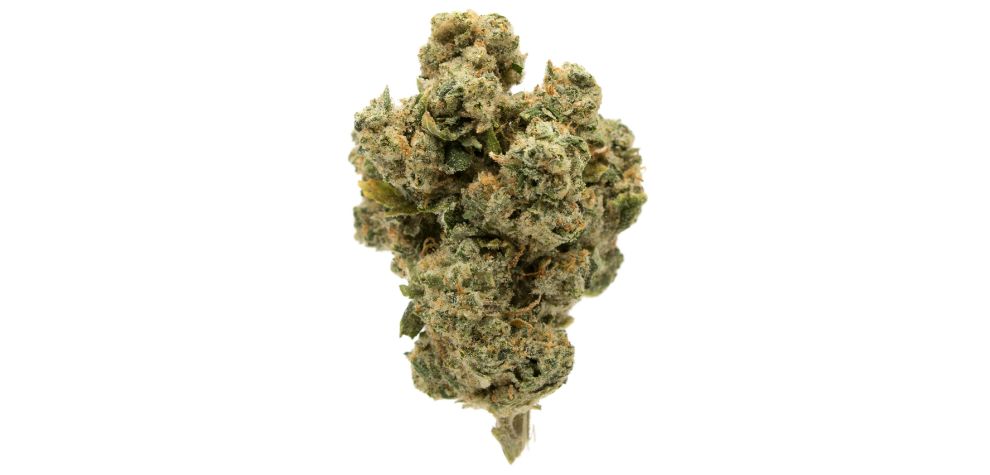 The White Lightning strain possess high levels of THC of up to 24%. This makes it a unique option and not a strain to fool around with, especially if you are a beginner. 