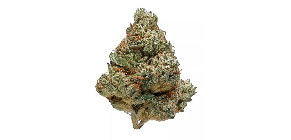 The White Lightning strain was invented by the British Columbia Seed Company using legendary strains during the time. This is a crossbreed of the White Widow (Sativa) and the Northern Lights #5 (Indica). 