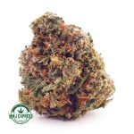 Buy Cannabis Moby Dick AA at MMJ Express Online Shop