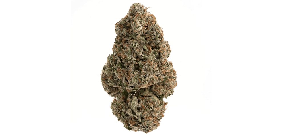 The Gas Face strain is renowned for its distinct pungent aroma that’s reminiscent of diesel.