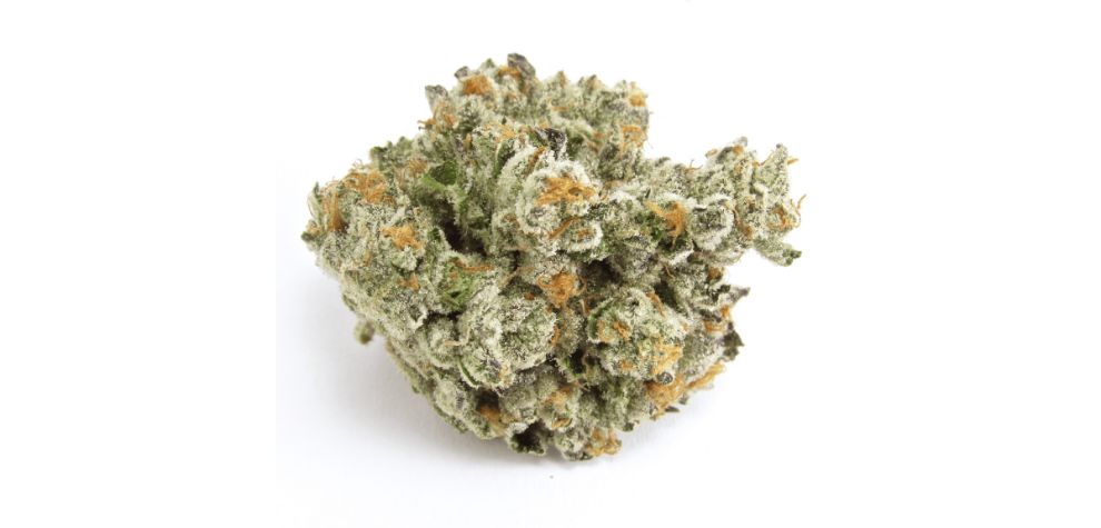 What we know for sure is that the Gas Face strain will hit you in the face with its pungent and dank aroma as soon as you receive it from a BC Bud online dispensary. 