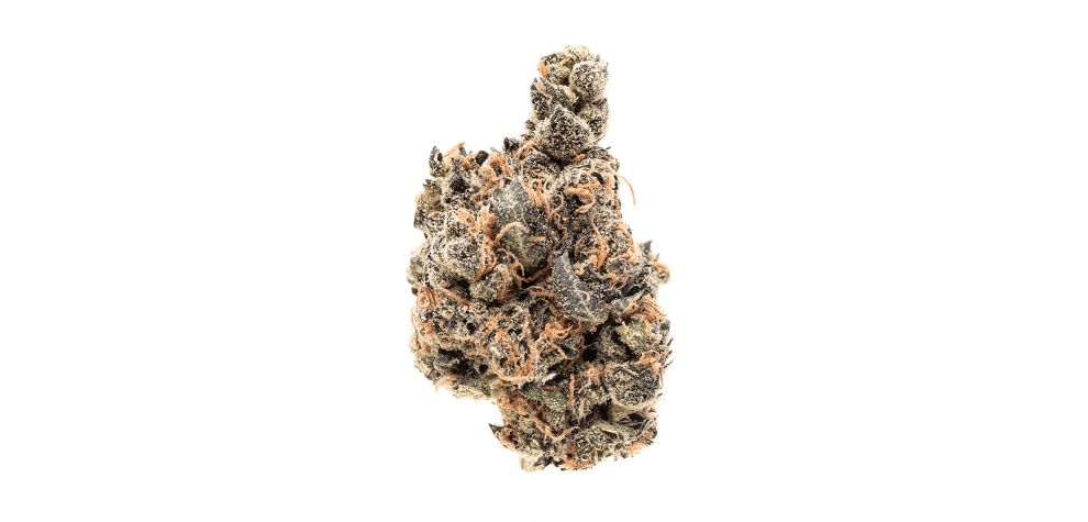Moby Dick weed has dense and thick leaves that qualify it as a top-shelf cannabis strain. 