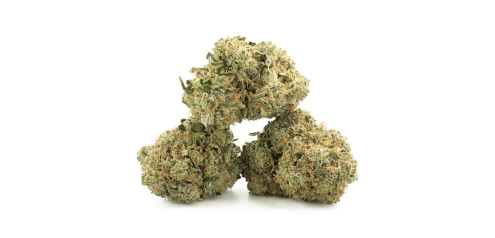 The flavours are citrusy, sweet, and tropical. Apart from this, enthusiasts can detect diesel and woody flavours lingering on the tongue. If you enjoy slightly sugary strains with pungent notes, you'll want to buy weed online in Canada and add this hot pick to your collection.