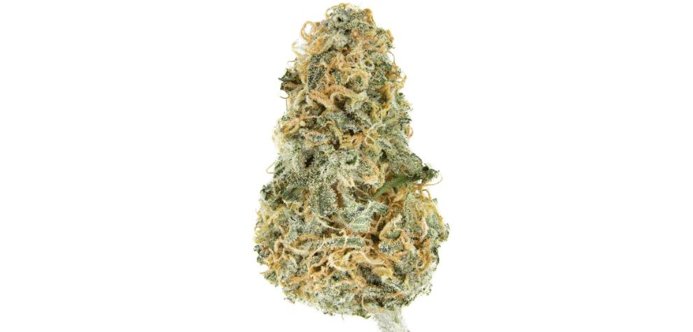 The Blue Cheese weed strain smells like heaven, and it tastes even more ethereal. The effects? They'll blow you away.