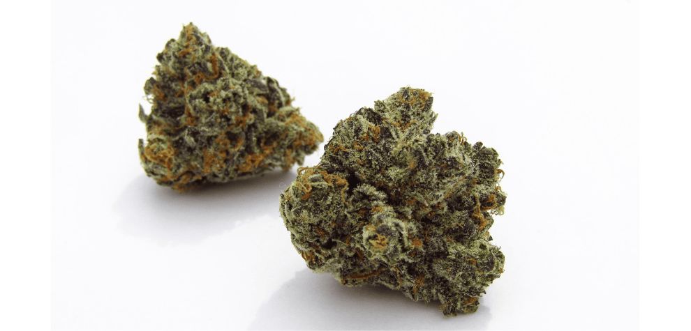 Based on the Blue Cheese strain info, this bud contains around 20 percent THC. Now, for a total beginner or a person with low tolerance levels to the psychoactive cannabinoid, 20 percent may sound beast-level. 