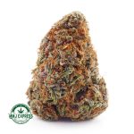 Buy Cannabis Biscotti AAA at MMJ Express Online Shop