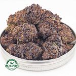 Buy Cannabis Purple Kush AAA MMJ Express Online Shop