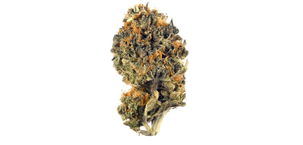 The Cherry Pie strain is a potent indica dominant strain with a captivating aroma, appearance, and medical and recreational benefits. 