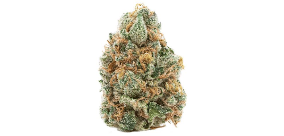 The GMO Cookies, "Garlic Cookies", "Garlic Mushroom Cookies", or "Chem Cookies" is a famous hybrid bred by Mamiko Seeds. 