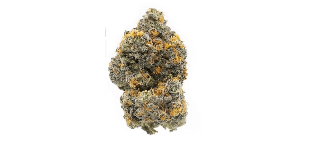 Gary Payton is one of the most potent cannabis strains sold by BC cannabis stores. It contains THC levels ranging from 20% to 30%. 