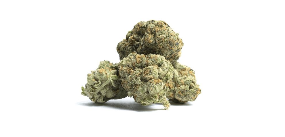 Smoking the Golden Goat strain may make you feel anxious, dizzy, and paranoid. This is a result of its high THC levels. 