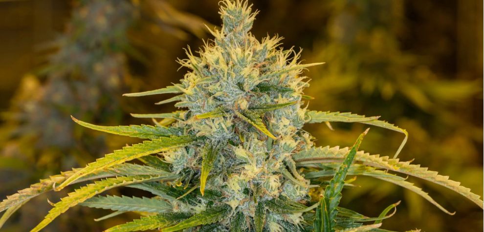 This comprehensive Golden Goat strain review will help you decide whether or not to buy some of this flower when you shop from an online dispensary in Canada. 