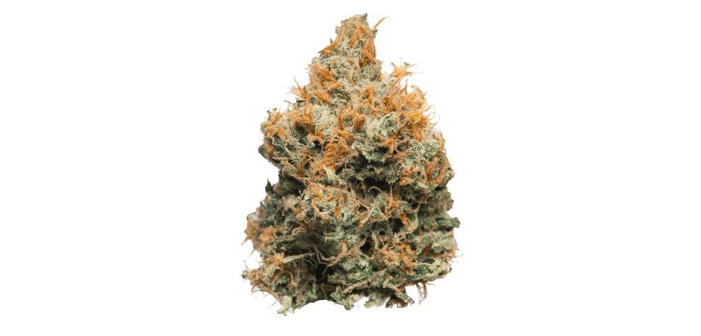 This Golden Goat strain info would be incomplete if we didn't mention its awesome scent. 