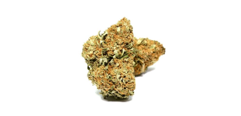 Golden Goat is one of the most potent weed strains you’ll encounter when looking to buy weed online in Canada.