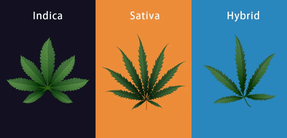 Not all cannabis strains are made the same. Cannabis varietals affect individuals differently, but how can you predict the effects a BC bud online will induce?