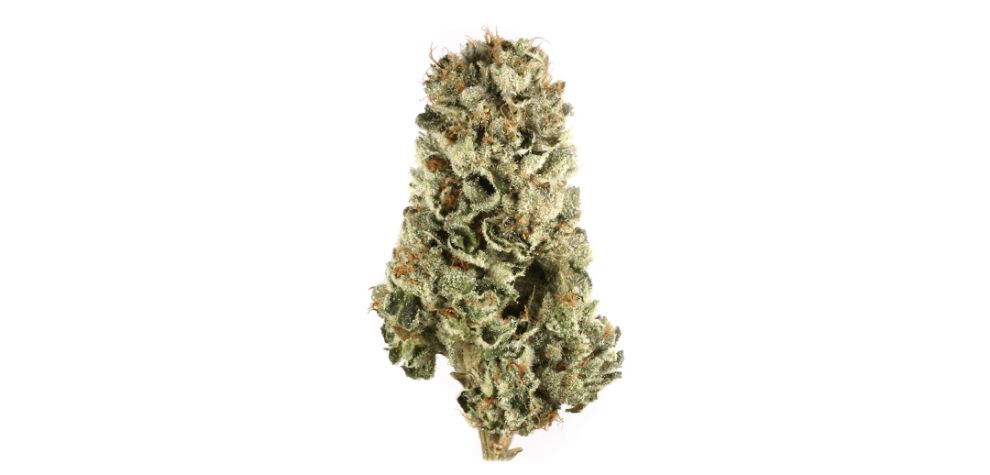 The Cherry Pie strain boasts a fascinating lineage, stemming from crossing two renowned cannabis varieties: Granddaddy Purple and Durban Poison.