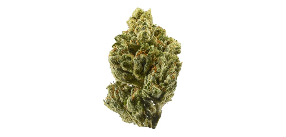 The Pine Tar Kush strain is an excellent bud to start with! It has an interesting citrusy characteristic with an organic minty and pine touch.