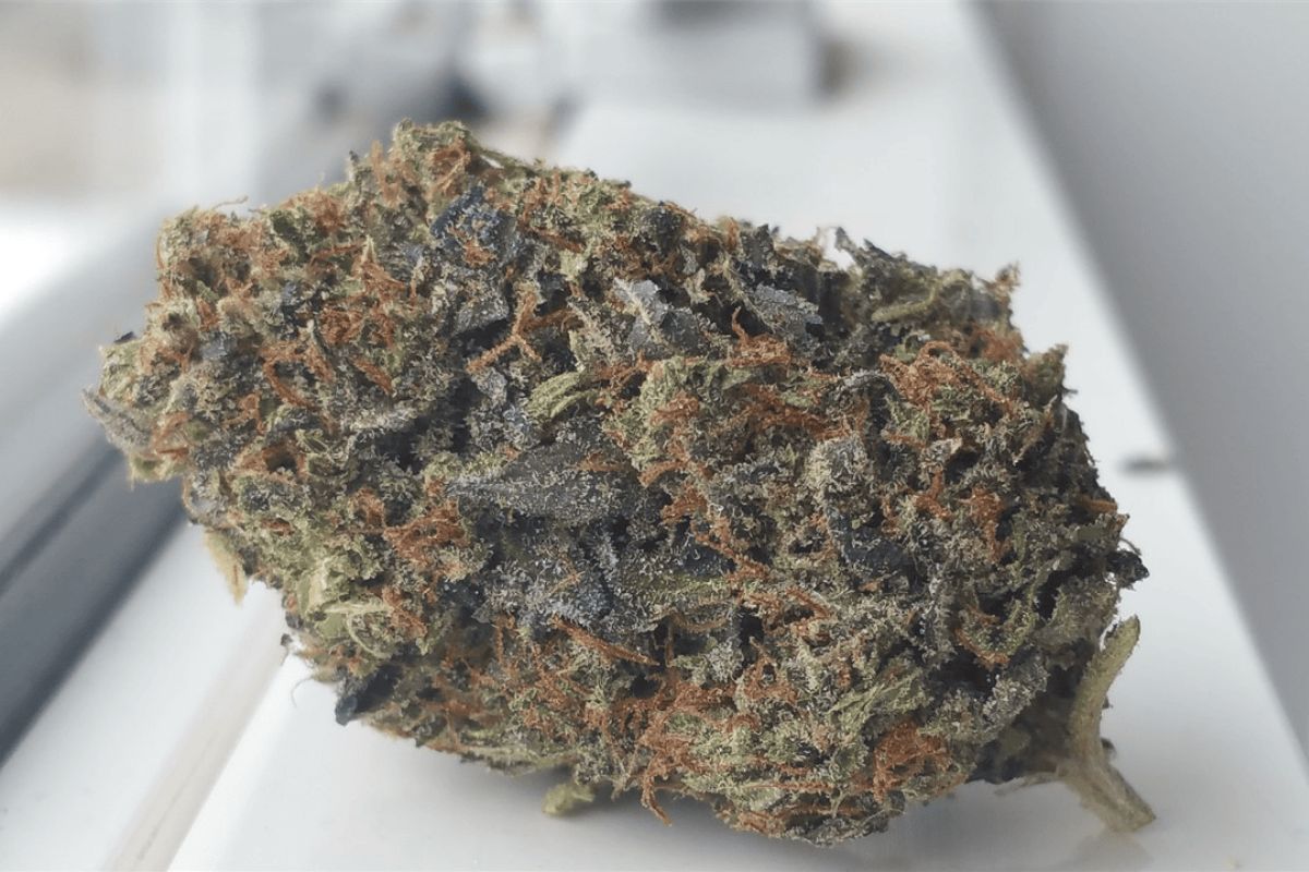 The Pine Tar Kush is rich in terpenes and overflowing with a revitalizing scent of fresh mint. Explore its potency, flavours, and psychedelic effects!