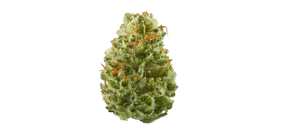 This Strawberry Cough strain review will uncover it all — below, you'll discover the impressive genetics of the bud, how much THC it contains, the main terpenes that give it immense flavour, and the expected recreational effects.