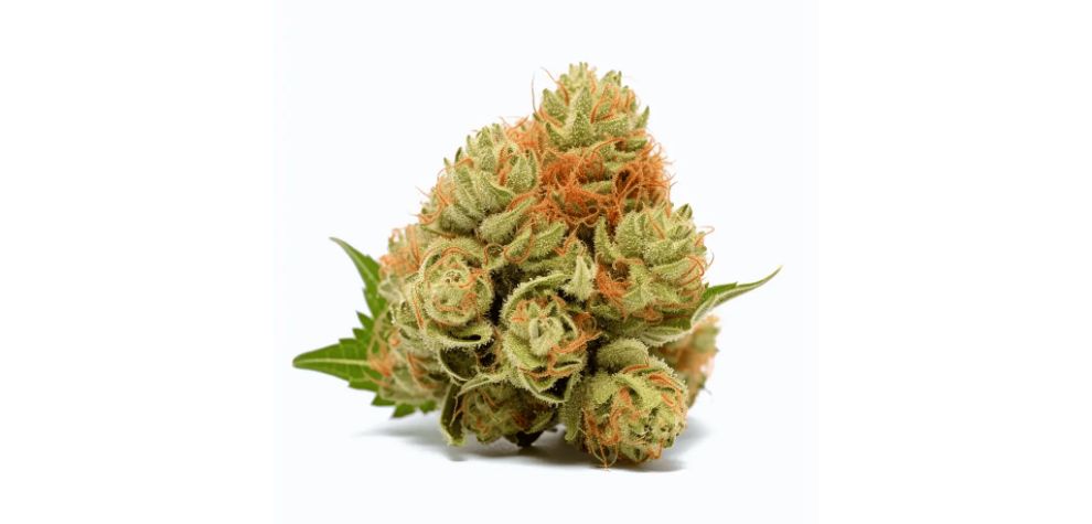 Myrcene, Caryophyllene, and Pinene are the main terpenes in the Strawberry Cough. They add tons of flavour, an aromatic boost, and enhanced effects to the strain.
